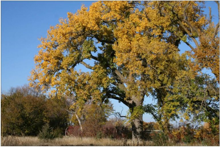 Poplar deltoid - one of the symbols of the state of Nebraska